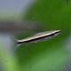 Golden Pencilfish (Nannostomus beckfordi) Golden Pencilfish (Nannostomus beckfordi)