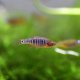 Emerald Dwarf Rasbora (Microrasbora erythromicron) Emerald Dwarf Rasbora (Microrasbora erythromicron)