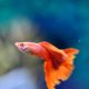 Full Red Albino Guppy - Male Full Red Albino Guppy - Male