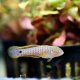 Peacock Goby (Tateurndina ocellicauda) Peacock Goby (Tateurndina ocellicauda)