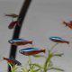 Cardinal Tetra Cardinal Tetra