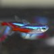 Neon Tetra (Paracheirodon innesi) Neon Tetra (Paracheirodon innesi)