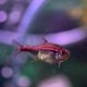 Amapa Tetra (Hyphessobrycon amapaensis) Amapa Tetra (Hyphessobrycon amapaensis)