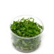 Staurogyne repens - tissue culture Staurogyne repens - tissue culture