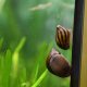 Zebra Nerite Snail Zebra Nerite Snail