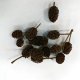Alder Cones, pack of 50 Alder Cones, pack of 50