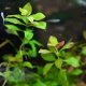 Ludwigia repens - potted Ludwigia repens - potted