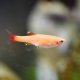 White Cloud Mountain Minnow Gold (Tanichthys albonubes) White Cloud Mountain Minnow Gold (Tanichthys albonubes)