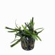 Eichhornia diversifolia - potted Eichhornia diversifolia - potted