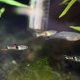El Tigre Endler (Poecilia wingei) El Tigre Endler (Poecilia wingei)