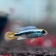 Apistogramma agassizii 'Blue Flame' - male Apistogramma agassizii 'Blue Flame' - male