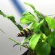Assassin snail Assassin snail