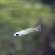 Norman's Lampeye Killi (Poropanchax normani) Norman's Lampeye Killi (Poropanchax normani)