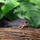 Corydoras sterbai Corydoras sterbai
