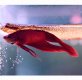 Red Betta Male Red Betta Male