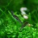 Corydoras pygmaeus Corydoras pygmaeus