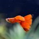 Full Red Grey Guppy - Male Full Red Grey Guppy - Male