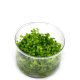 Micranthemum 'Monte Carlo' - tissue culture Micranthemum 'Monte Carlo' - tissue culture