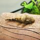 Shortfin Green Dragon Pleco Shortfin Green Dragon Pleco