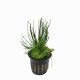 Cyperus papyrus - potted Cyperus papyrus - potted