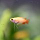 Honey Gourami Red (Trichogaster chuna) Honey Gourami Red (Trichogaster chuna)