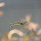 Forktail Blue-eye Rainbow (Pseudomugil furcatus) Forktail Blue-eye Rainbow (Pseudomugil furcatus)