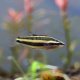 Deissner's Licorice Gourami (Parosphromenus deissneri) Deissner's Licorice Gourami (Parosphromenus deissneri)