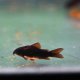 Black Venezuelan Corydoras Black Venezuelan Corydoras