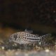 Corydoras trilineatus Corydoras trilineatus