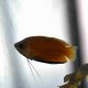 Honey Gourami (Trichogaster chuna) Honey Gourami (Trichogaster chuna)