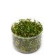Rotala rotundifolia 'Vietnam H'ra' - tissue culture