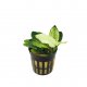 Anubias nana Marble - potted Anubias nana Marble - potted