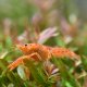 Mexican Dwarf Crayfish Orange (Cambarellus patzcuarensis) Mexican Dwarf Crayfish Orange (Cambarellus patzcuarensis)