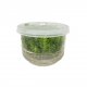 Pogostemon erectus - tissue culture Pogostemon erectus - tissue culture