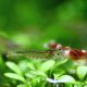 Amano Shrimp (Caridina multidentata) Amano Shrimp (Caridina multidentata)