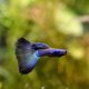 Dark Green Moscow Guppy - Male Dark Green Moscow Guppy - Male