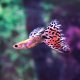 Red Grass Multi Guppy - Male Red Grass Multi Guppy - Male