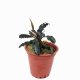 Bucephalandra 'Brownie' - potted Bucephalandra 'Brownie' - potted