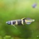 Clown Killifish (Epiplatys annulatus) - small Clown Killifish (Epiplatys annulatus) - small