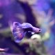 Half-Black Blue-Green Bicolour Guppy - Male Half-Black Blue-Green Bicolour Guppy - Male