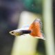 Half-black Red Guppy - Male Half-black Red Guppy - Male