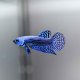 Blue Alien Wild Betta - Male Blue Alien Wild Betta - Male