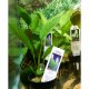 Anubias congensis - potted Anubias congensis - potted