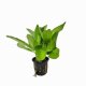 Hygrophila pogonocalyx - potted Hygrophila pogonocalyx - potted