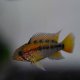 Apistogramma macmasteri Apistogramma macmasteri