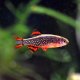Celestial Pearl Danio (Danio margaritatus) Celestial Pearl Danio (Danio margaritatus)