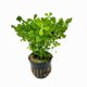 Marsilea crenata - potted Marsilea crenata - potted