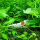 Crystal Red Shrimp (CRS) Crystal Red Shrimp (CRS)