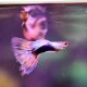Half-black Bi-colour Guppy - Male Half-black Bi-colour Guppy - Male