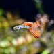 Red Medusa Guppy - Male Red Medusa Guppy - Male